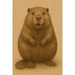beaver