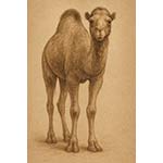 camel s