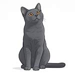 cat russian blue s