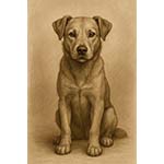 dog s