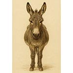 donkey