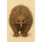 echidna