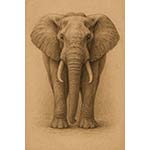 elephant s