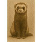 ferret s