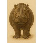 hippo s