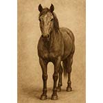 horse s
