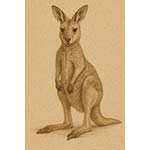 kangaroo s