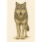wolf
