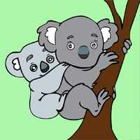 A koala