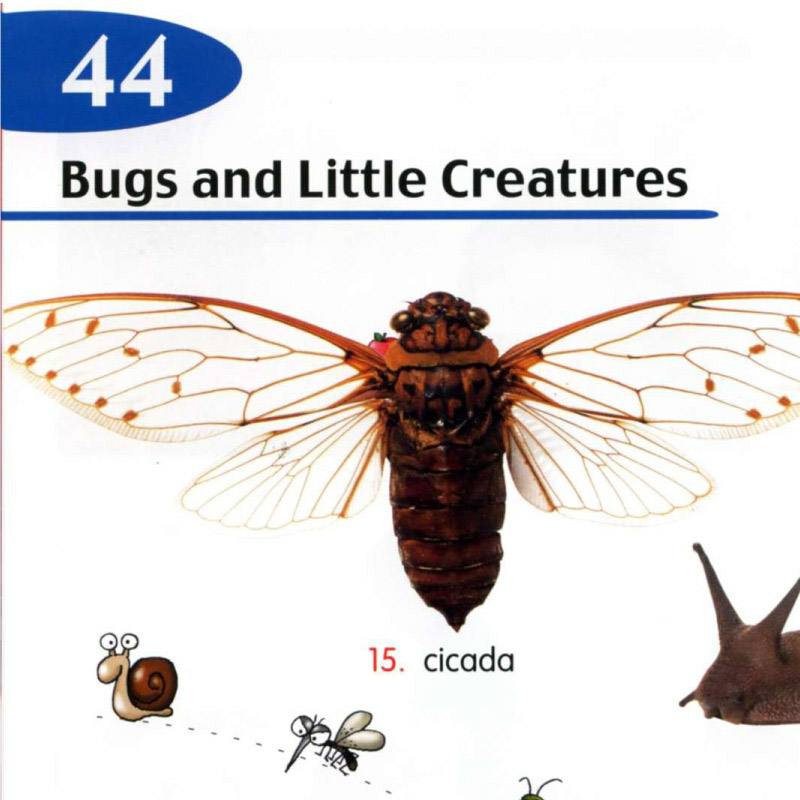 44 bugs