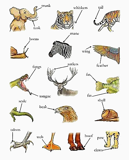 animal body parts