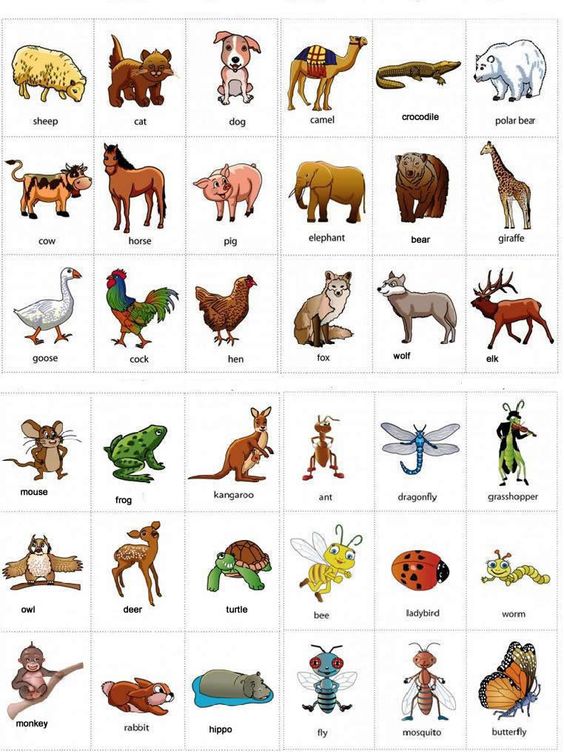 animals names