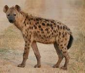 hyena s