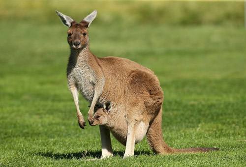 kangaroo b