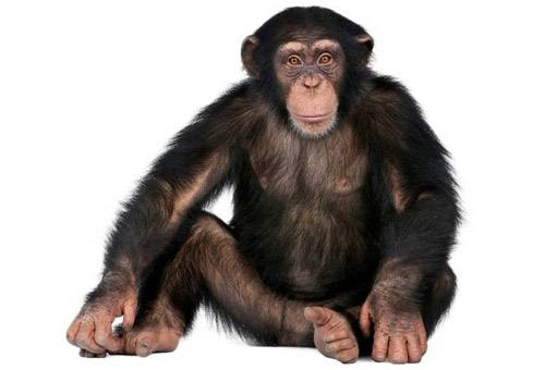 Реферат: Chimpanzee Versus Humans Similarities
