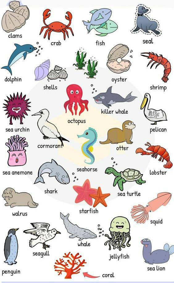 sea animals words