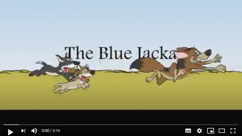 the blue jackal