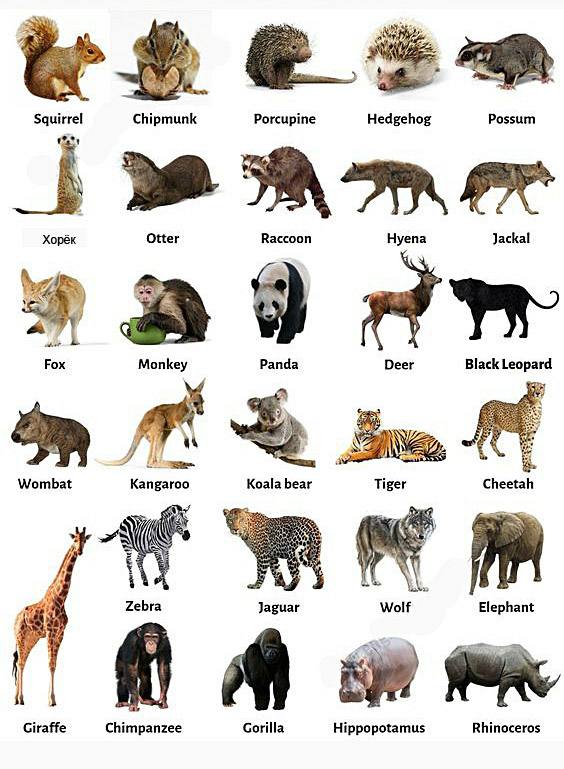wild animals words