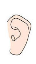 ear shape